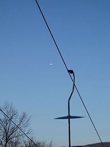 Dva druhy dopravy, popierajúcej gravitáciu (to druhé je tá biela bodka) /foto: Andrej Bisták 15.3.2008/