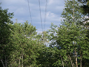 žiaľ lanovečka síce úspešne prečkala veľkú Tatranskú víchricu, no tohtoročnú už nie-spadnuté stromy zapríčinili vypadnutie ťažných lán z podpier a aj pád jedného z nich na zem /foto: Andrej Bisták 28.06.2008/