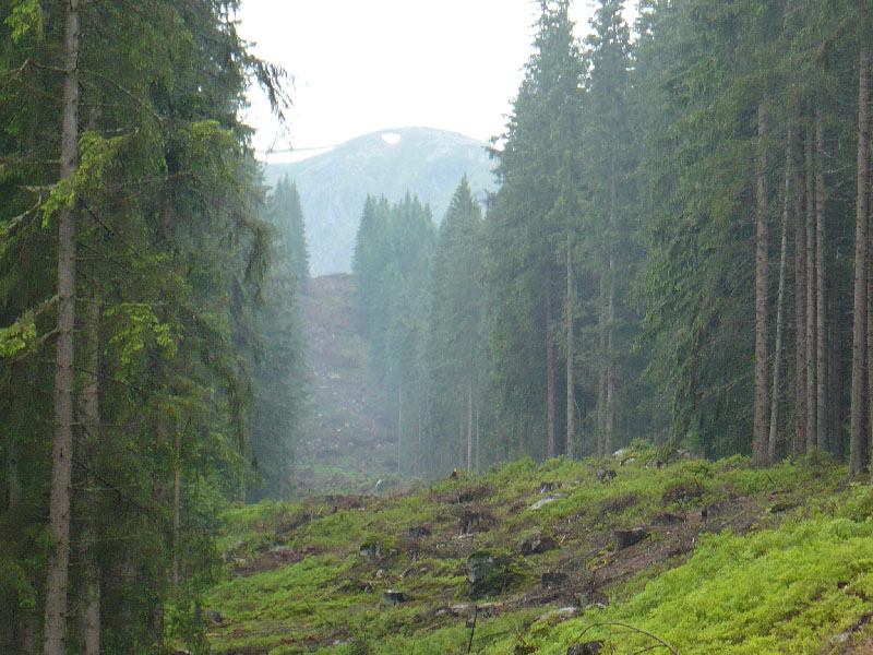 průsek pro novou lanovku  - foto: Radim Polcer 29.6.2009