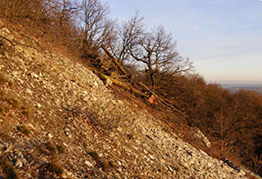 Zhodené podpery na Karasovej skale /foto: Dušan Varga 19.11.2009/
